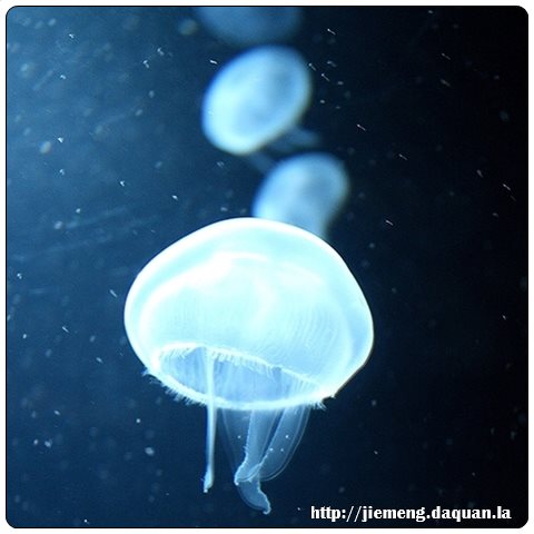 梦见黄豆