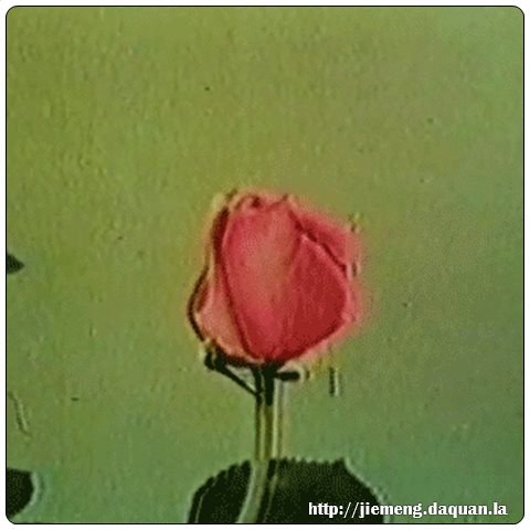 梦见花朵