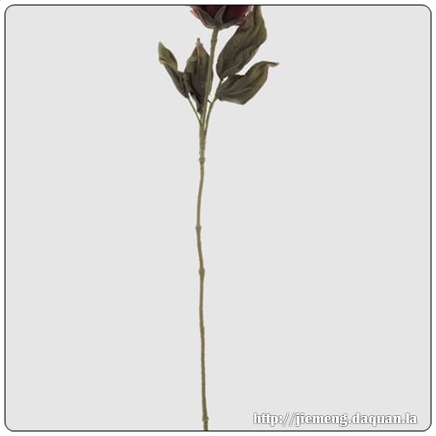 梦见算命